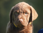 Aslan 6,5 week